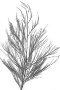 HEATH Tamarix articulata (Tamaricaceae)
