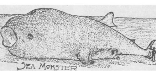 Whale