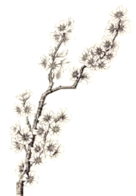 The Flowers and Fruits 