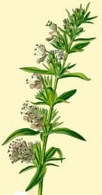 Hyssop