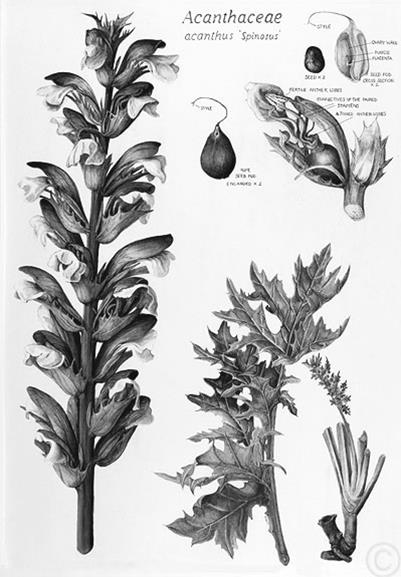 Acanthus