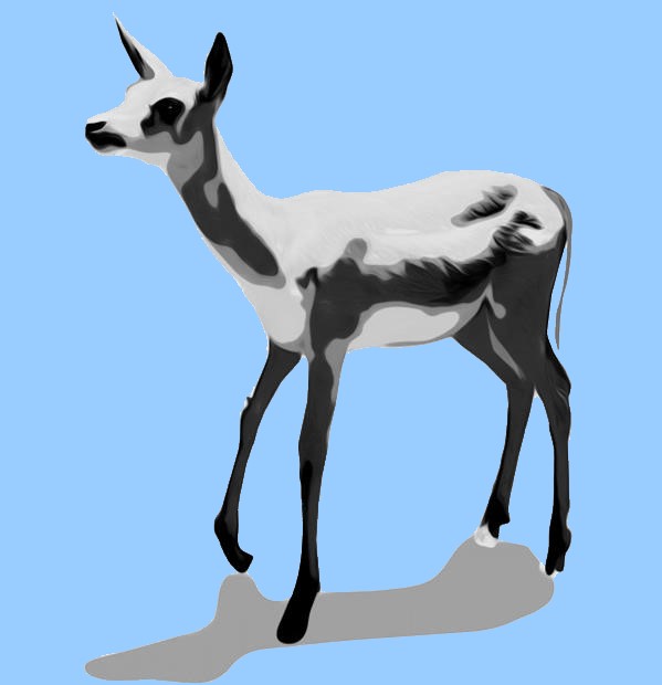 Deer