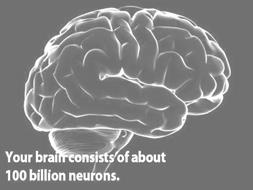 Brain