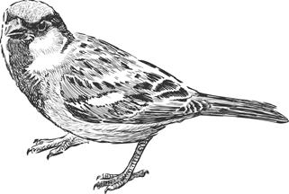 Sparrow