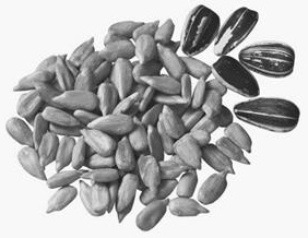 Seeds