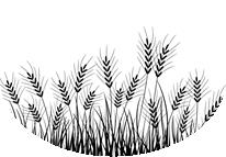 Grain