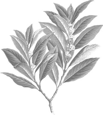 Laurel