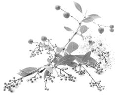 Henna Plant
