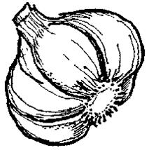 garlic