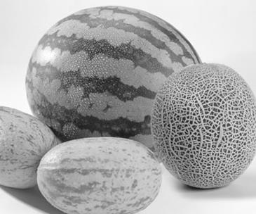 melon