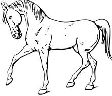 A white horse