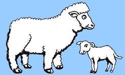 Sheep and lamb
