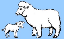 Sheep and lamb