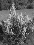 HEATH Tamarix articulata (Tamaricaceae)