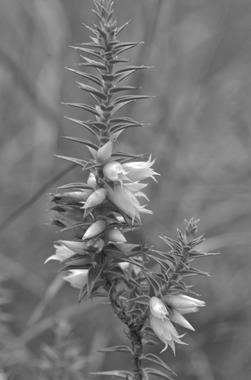 HEATH Tamarix articulata (Tamaricaceae)