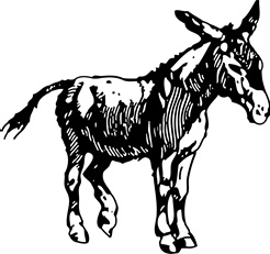 Donkey