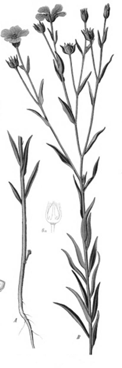 Flax plant