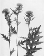 Thorns and Thistles