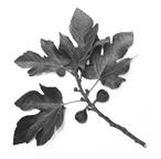 Fig branch
