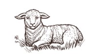 Lamb