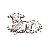 Lamb